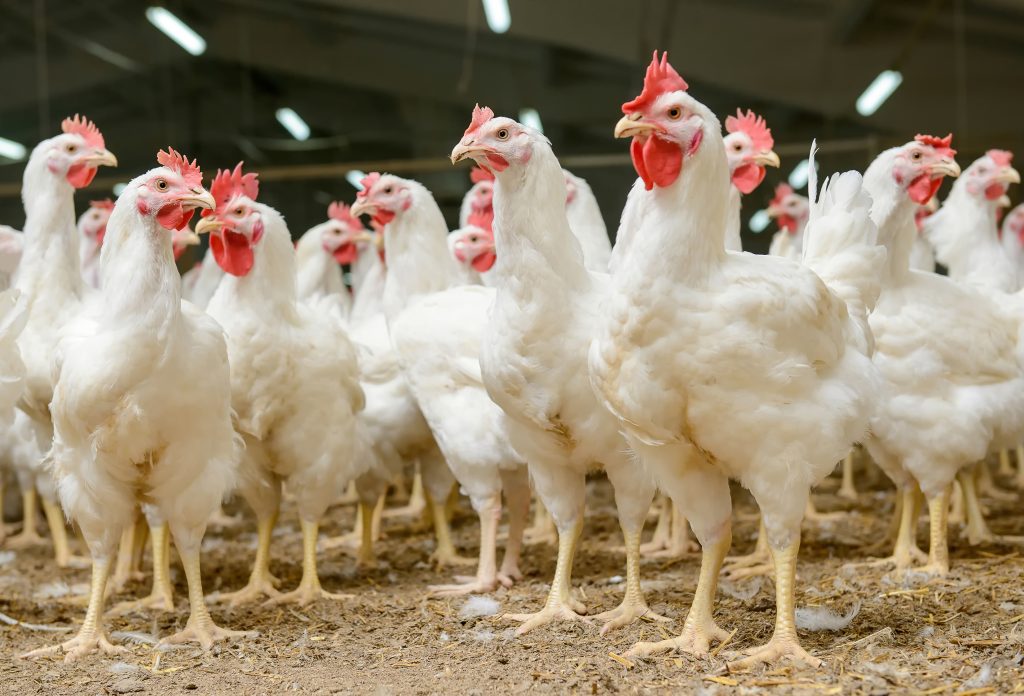 Poulets et œufs frais de la ferme
